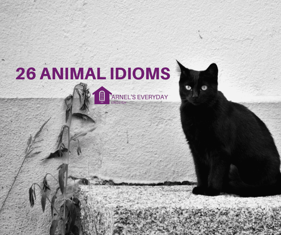 English Vocabulary – 26 ANIMAL IDIOMS